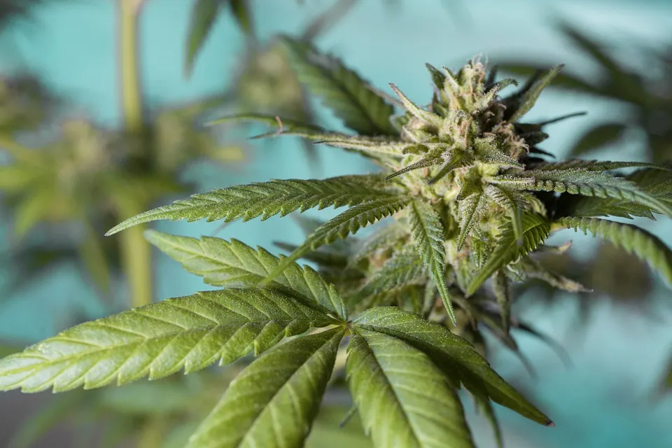 cannabis33