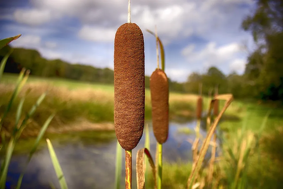 cattail 526000 960 720