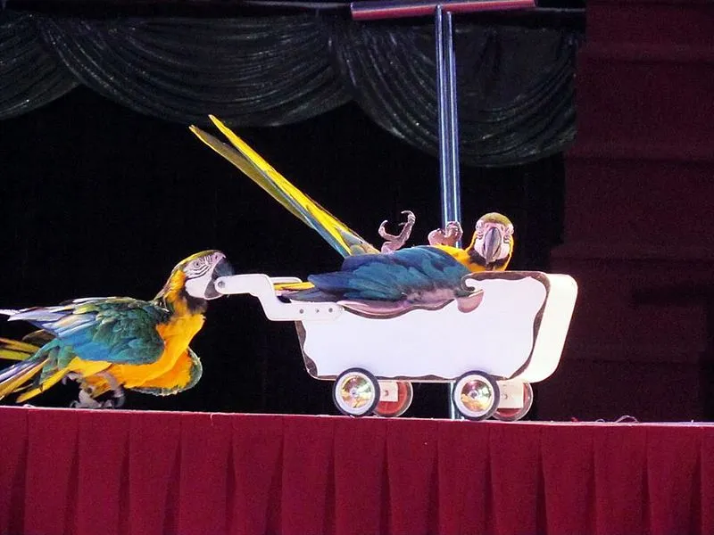 circus