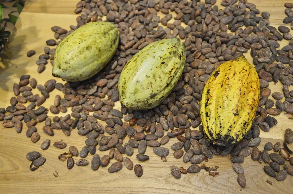 cocoa beans 373813 960 720