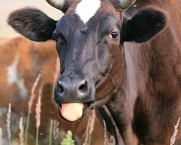 cow 1544320 960 7201