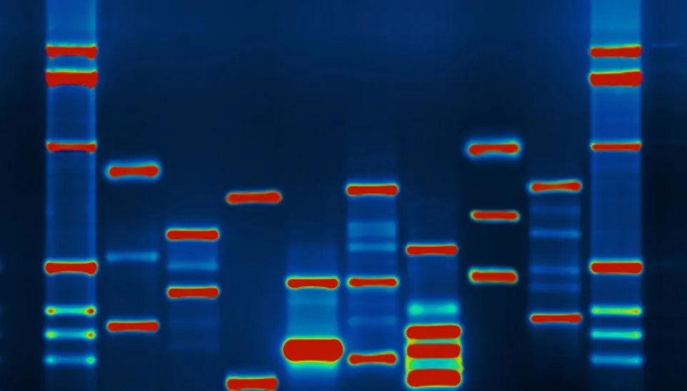 dna