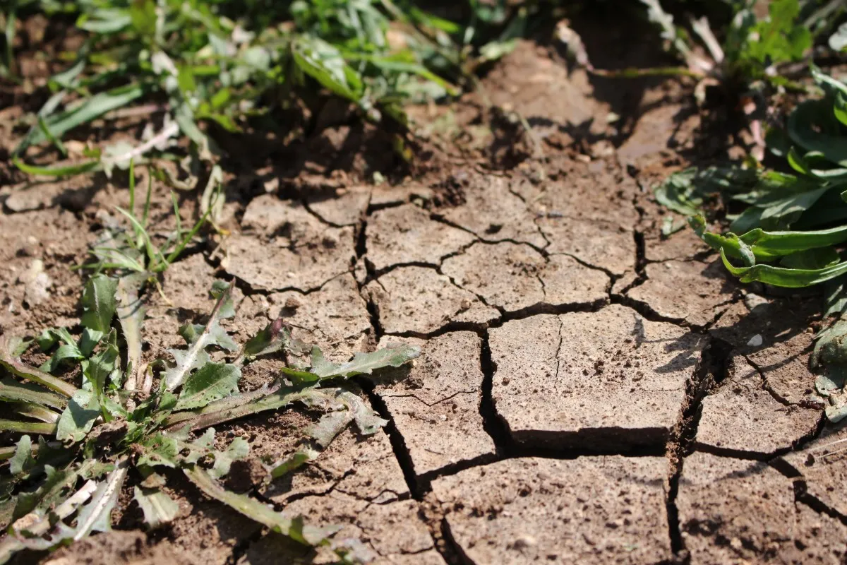 droogte 1