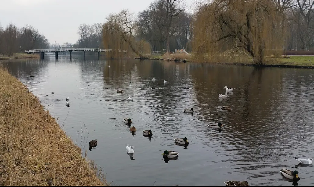 eendjes