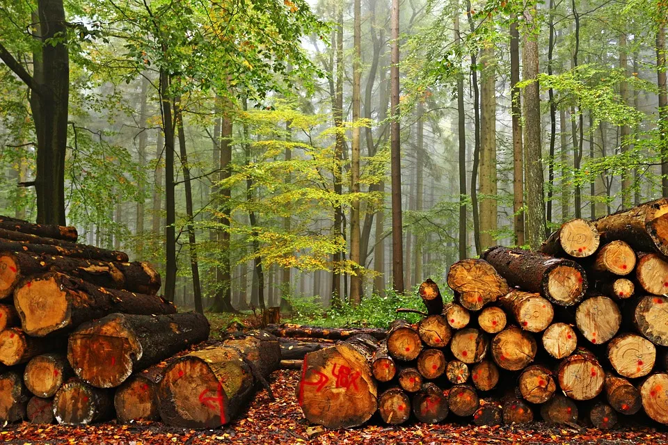 forest 1768922 960 720
