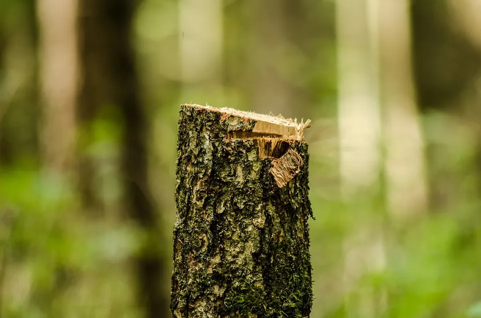 gekapte boom