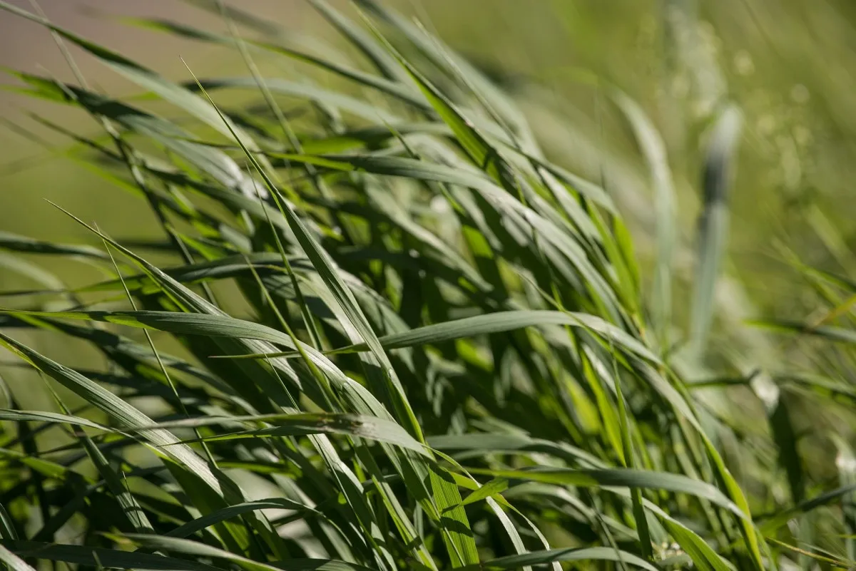 gras 3