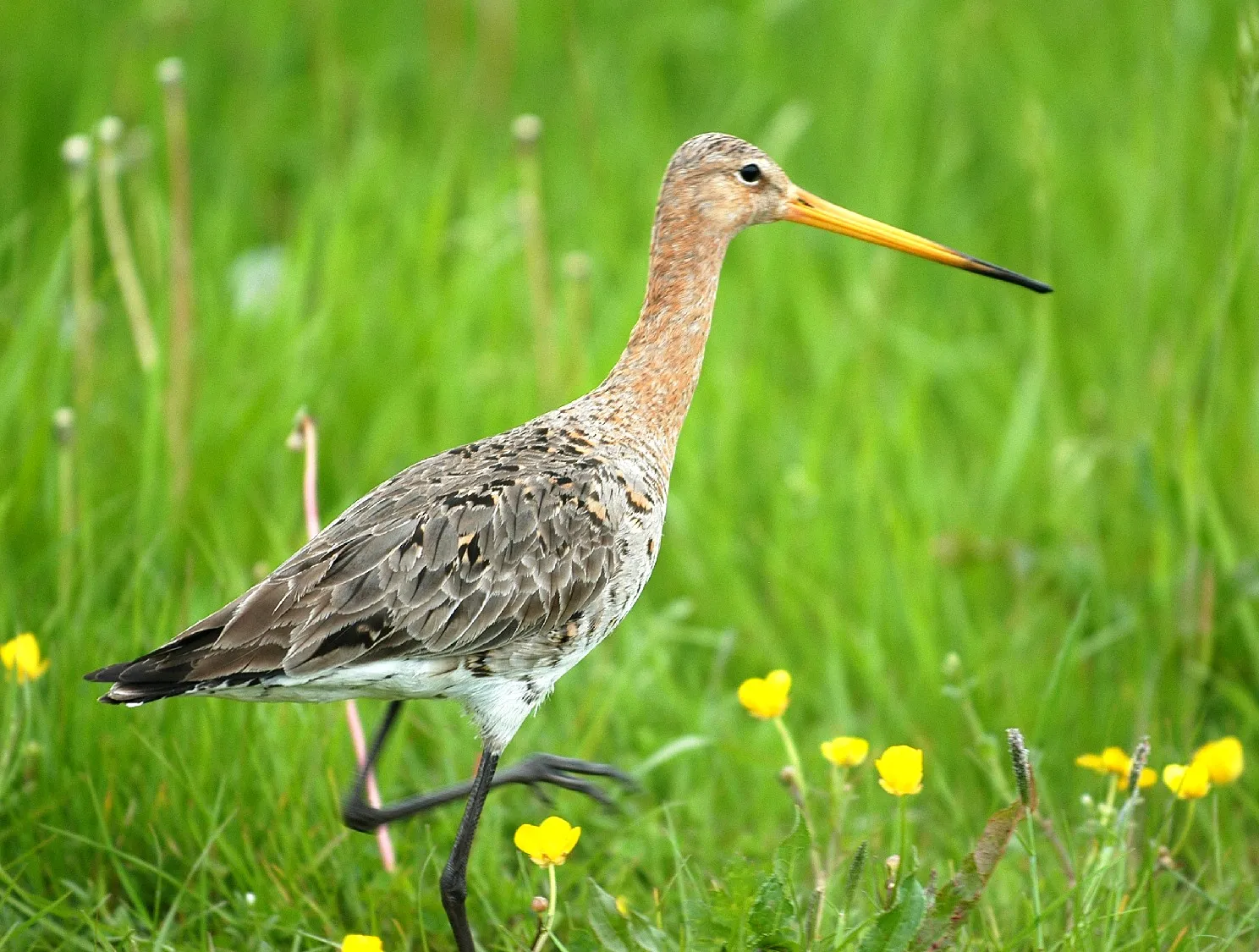 grutto