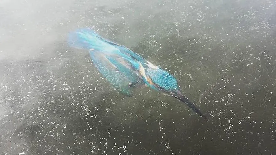 ijsvogel