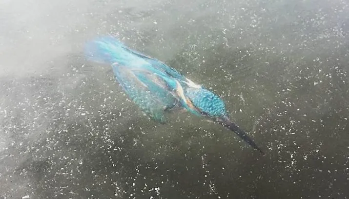 ijsvogel1
