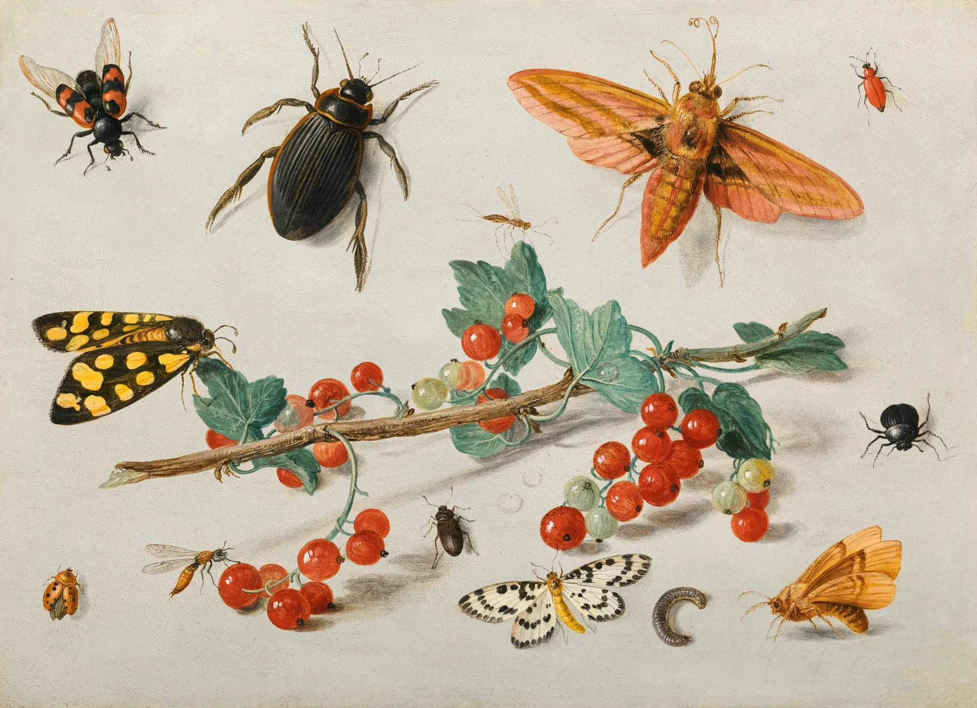 jan van kessel i a sprig of redcurrants with an elephant hawk moth a ladybird a millipede and other insects