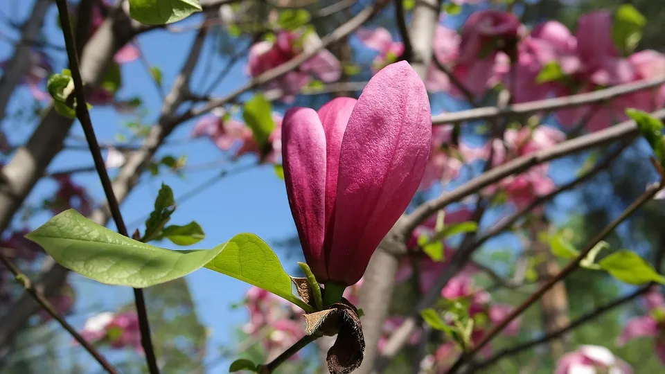 japanese magnolia 4191556 960 720