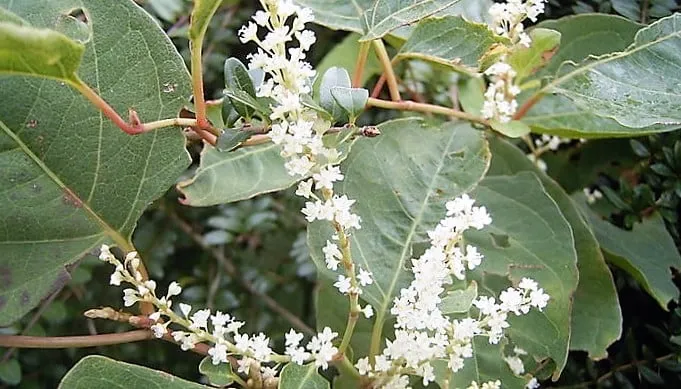 japanseduizendknoop 715x408 wikipedia