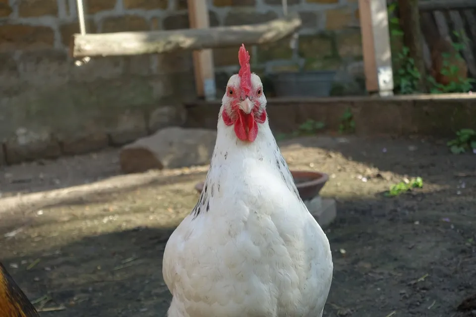 kip