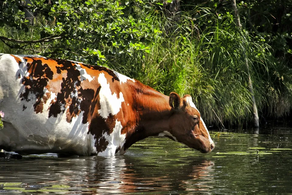 koe in het water