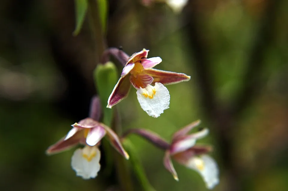 moeraswespenorchis