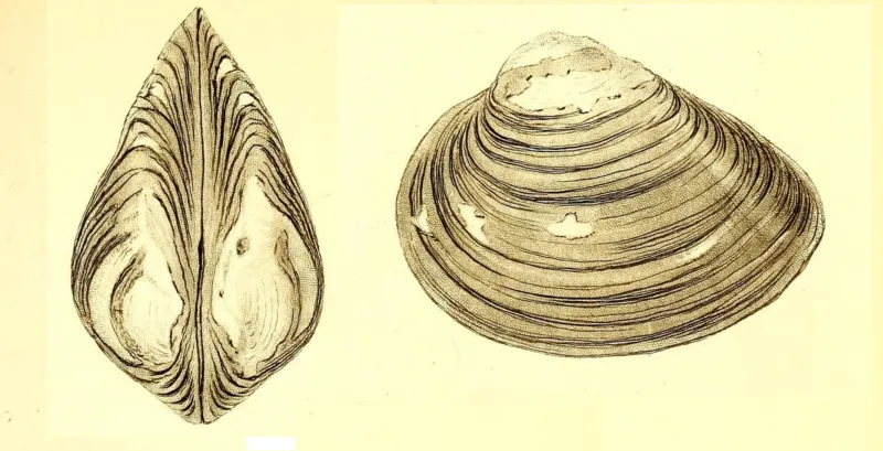 mossel