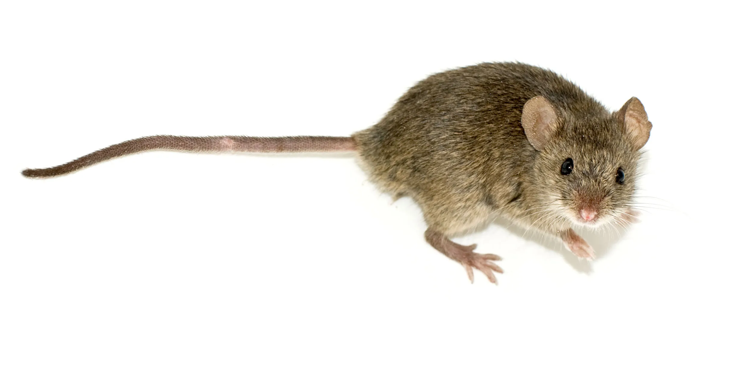 muis