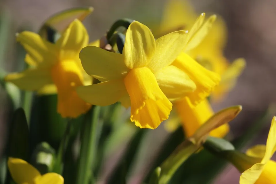narcissen22