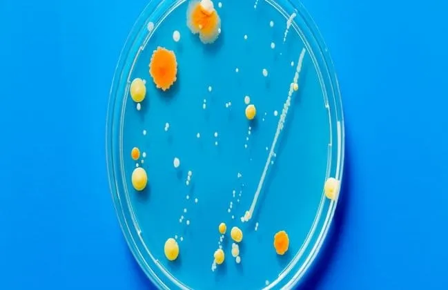 ndm bacterie