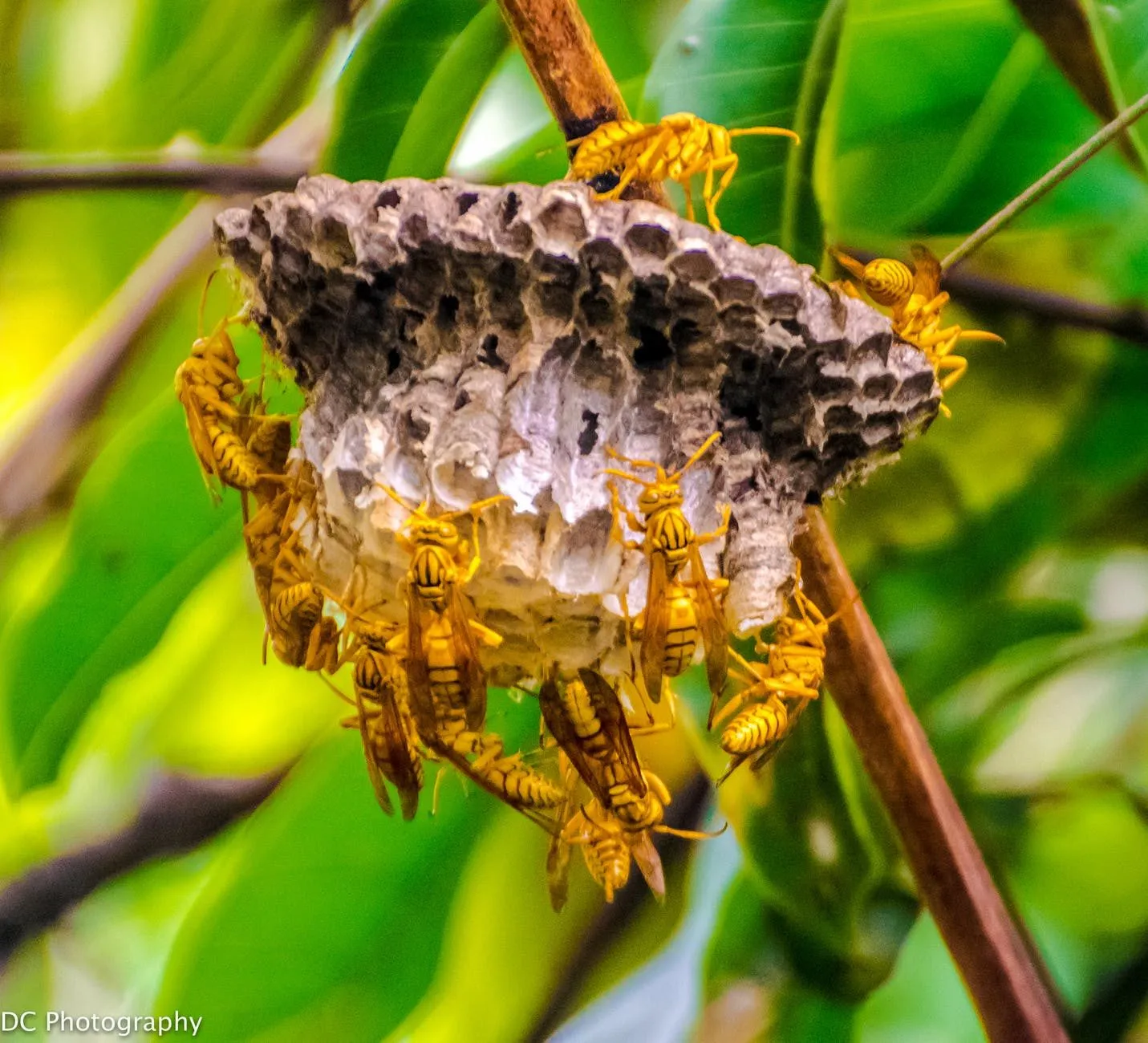 nest e1562579519782
