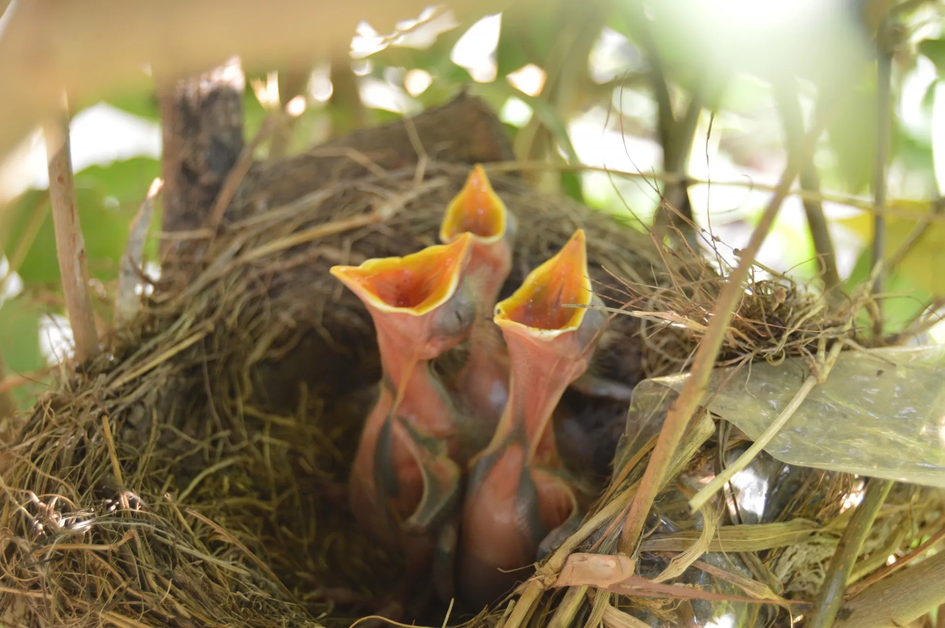 nest