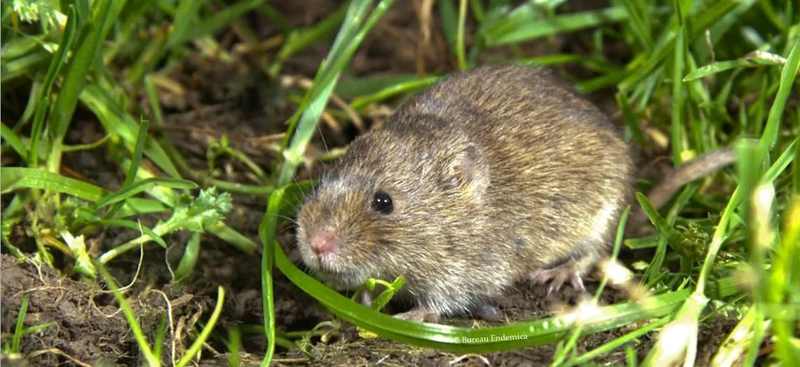 noordse woelmuis