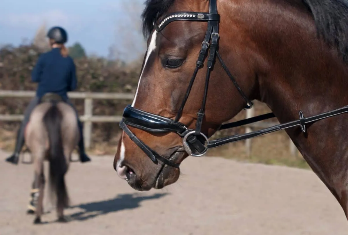 paard ruiters