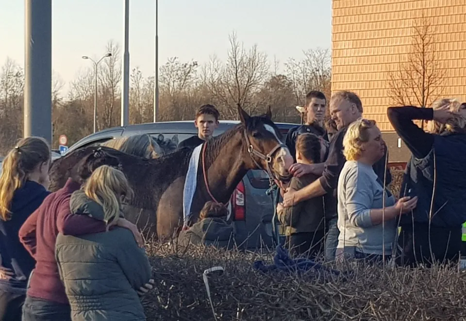 paarden