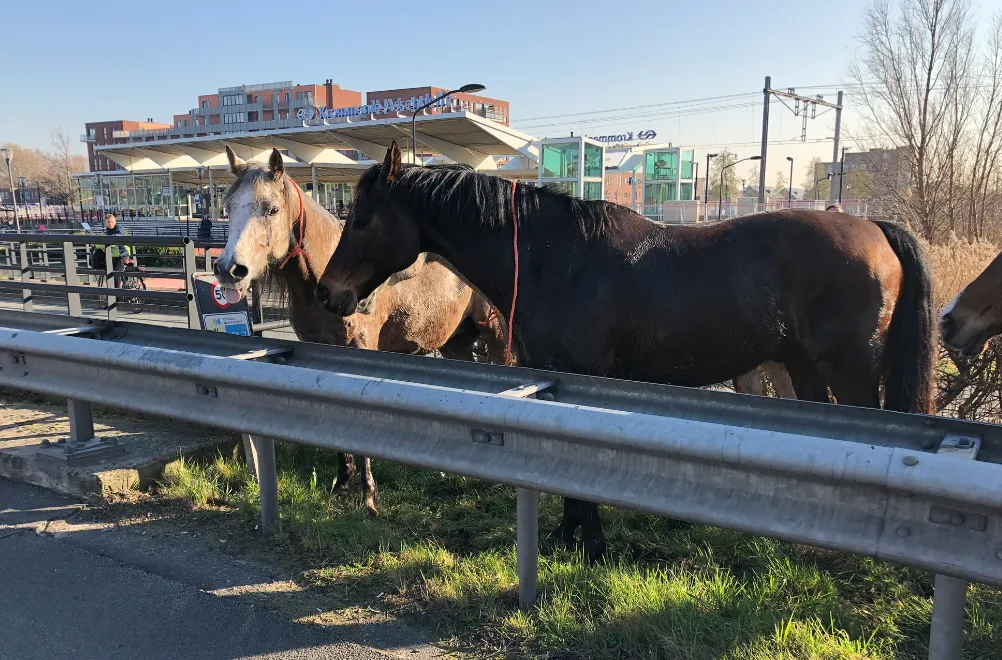 paarden1