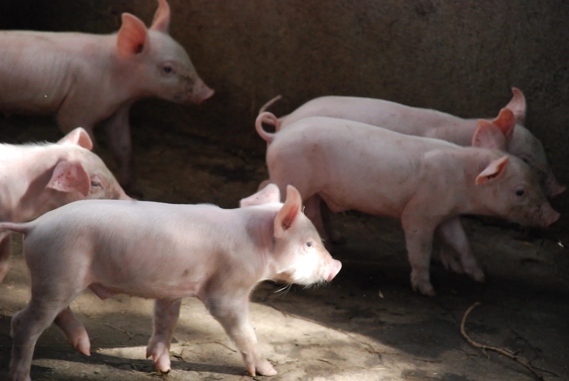 piglets in pairs