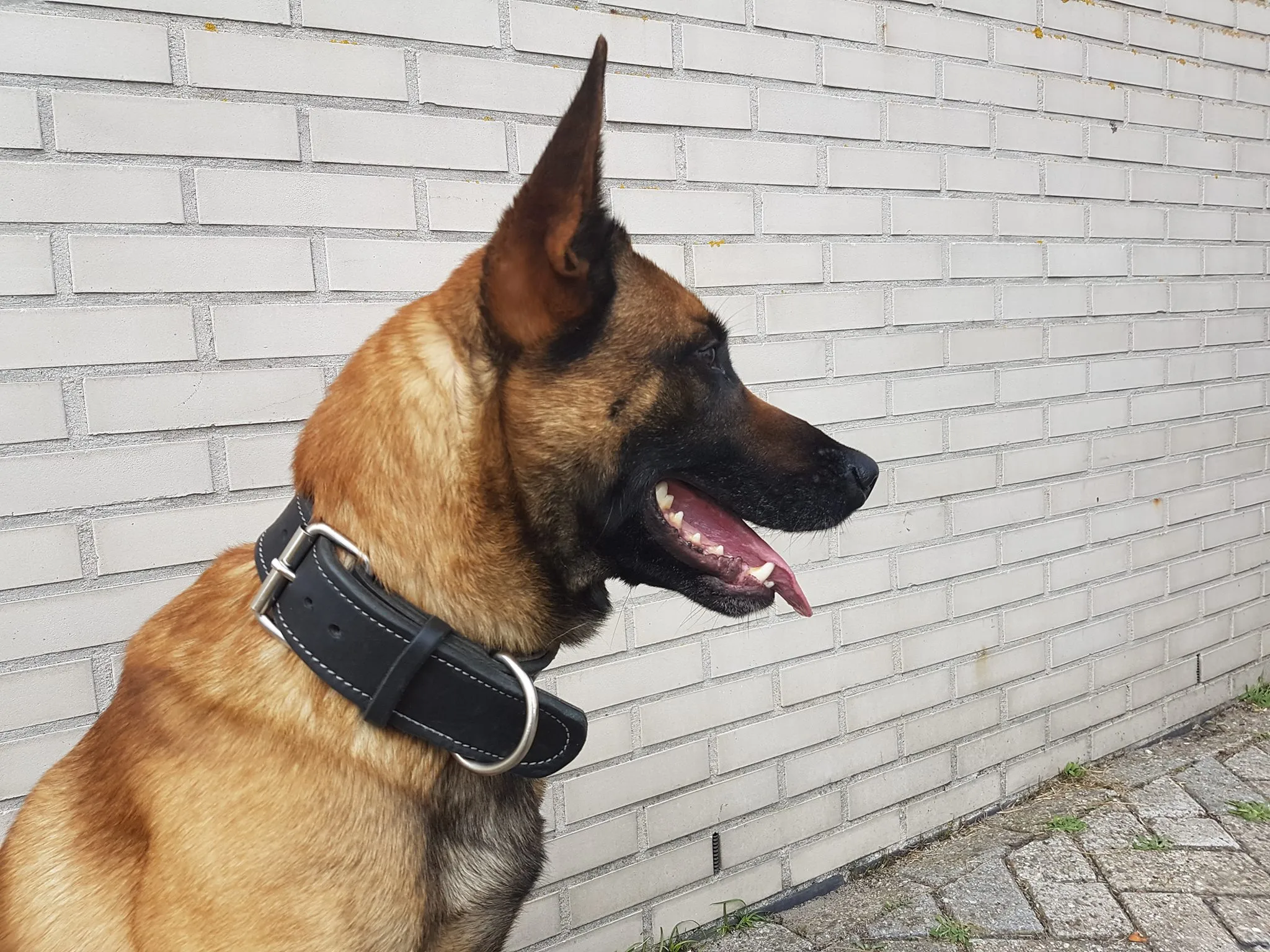 politiehond paco