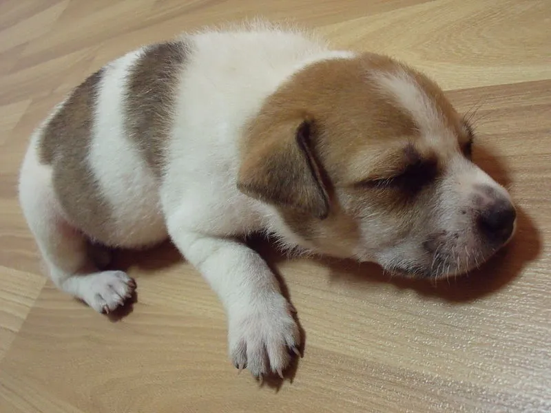 puppy