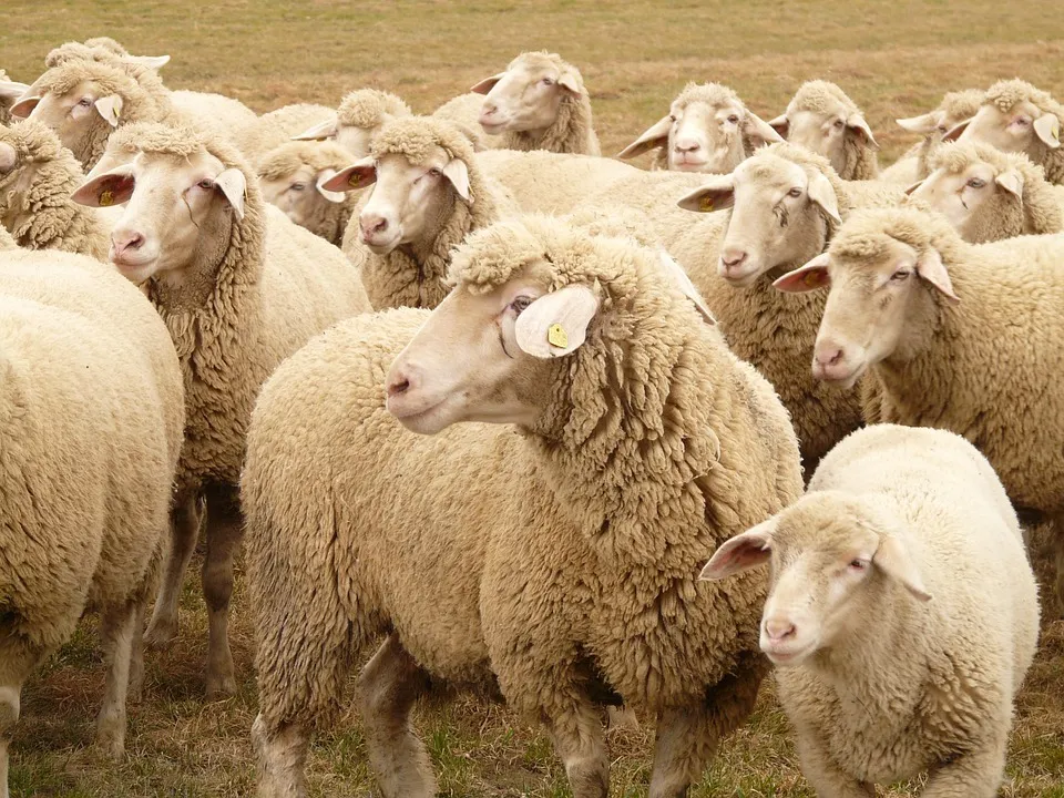 schapen