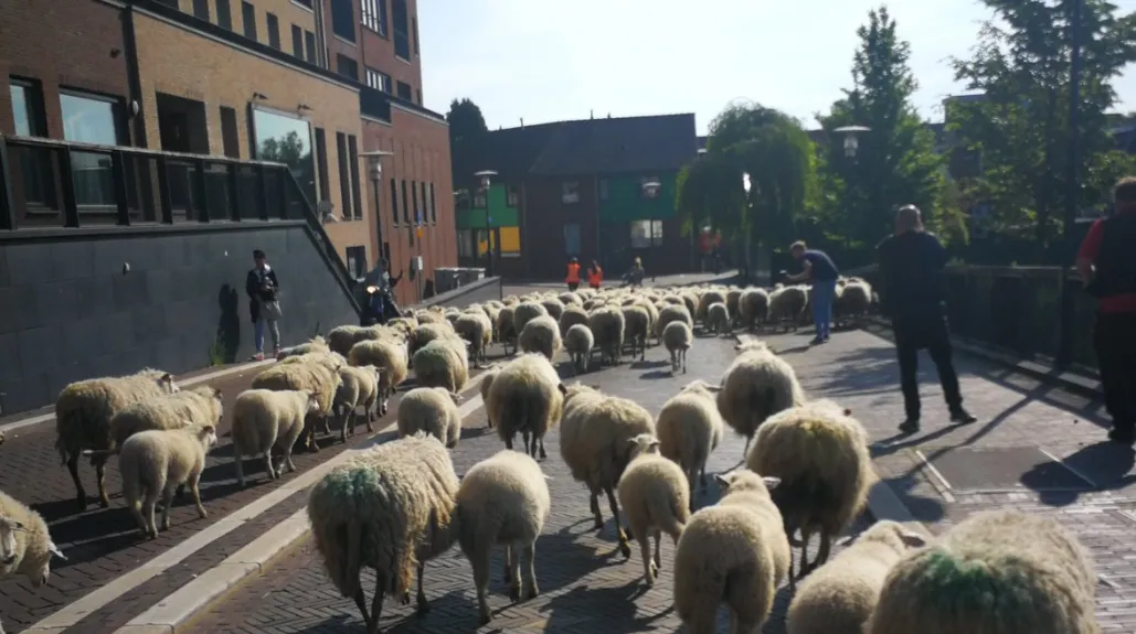 screenshot 2019 05 24 gemeente zaanstad op twitter daar zijn ze weer heb je de schapen vandaag gemist ze zijn nog tot novem