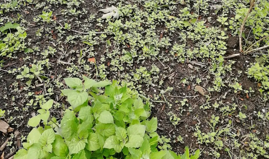 screenshot 2019 06 08 lipje van de luier op twitter gemeente zaanstad plant japanse duizenknoop in openbaar groen in rus