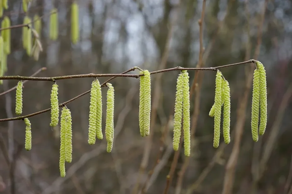 screenshot 20191221 123243