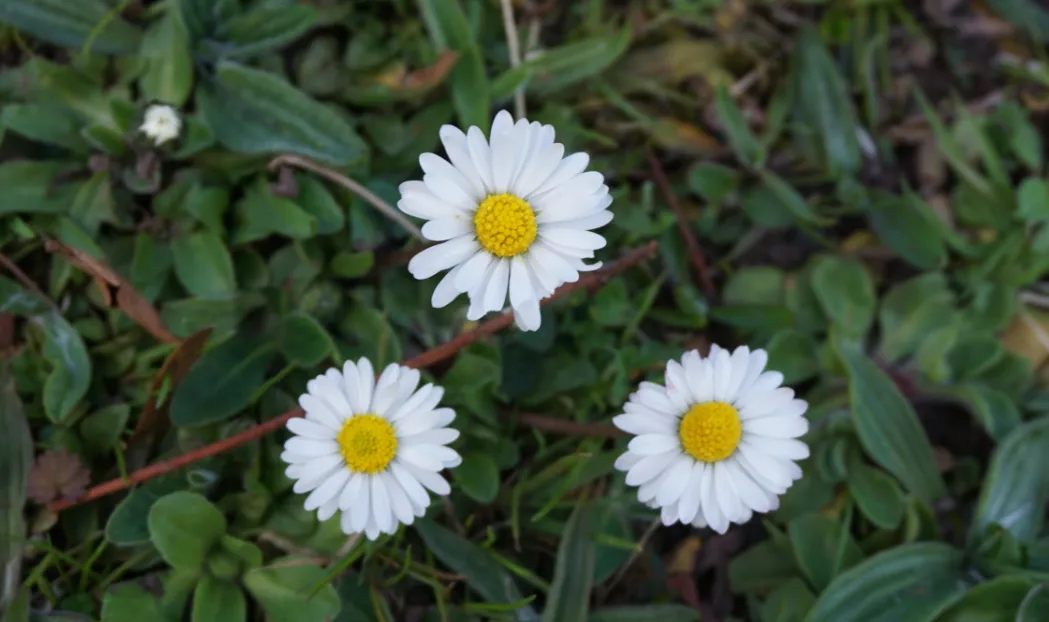 screenshot 20191225 123715