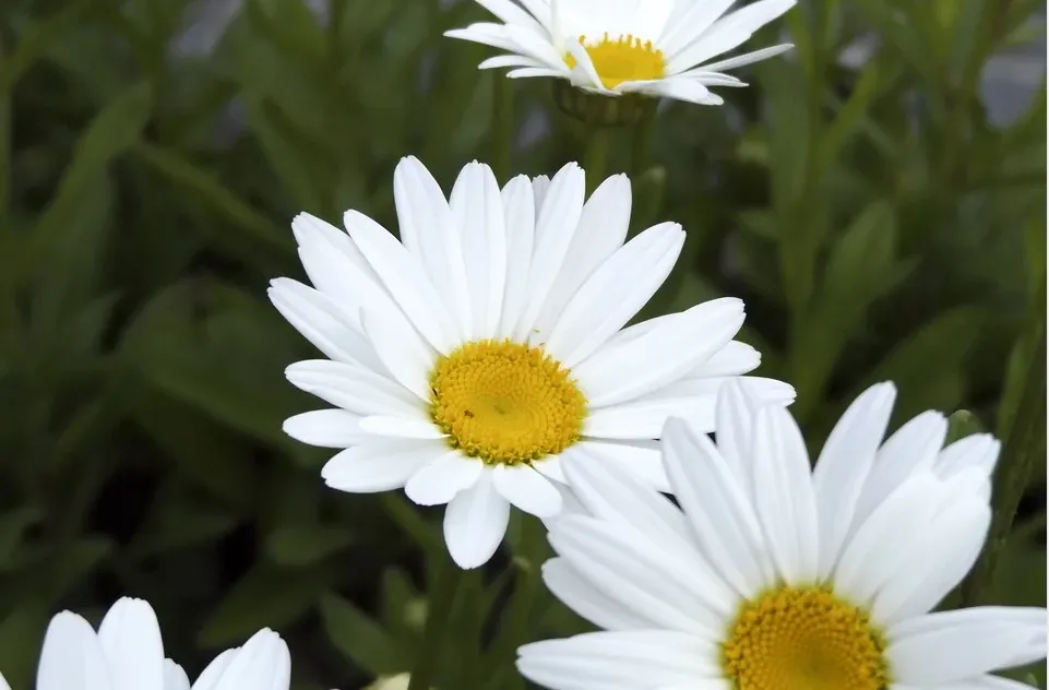 screenshot 20200317 114525