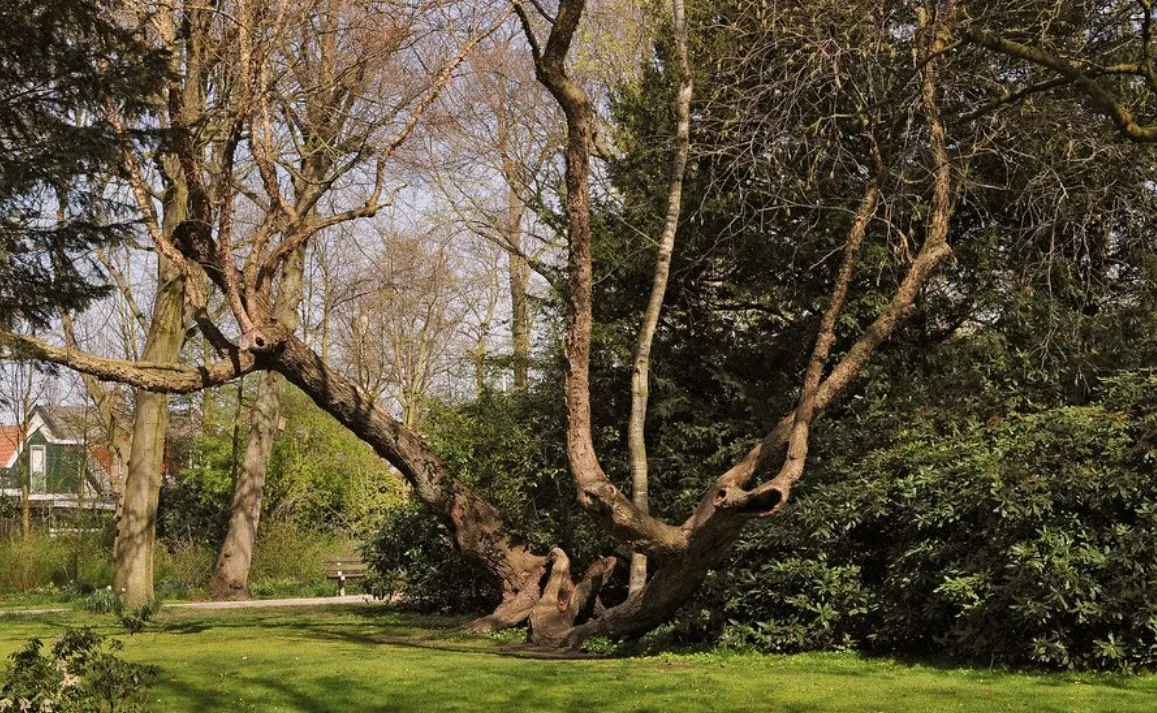 screenshot 20200501 082154