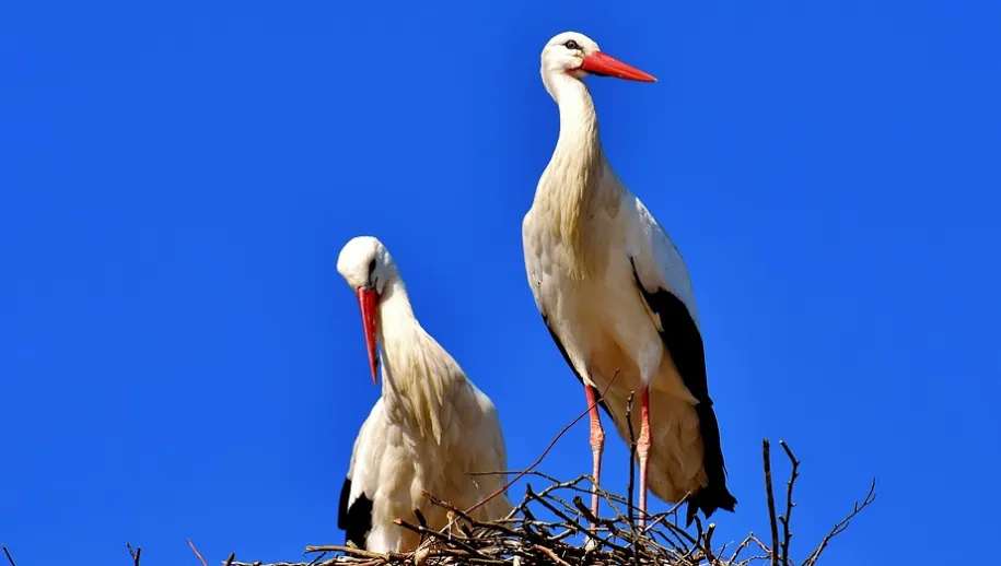 screenshot 20200504 145728 915x518 1