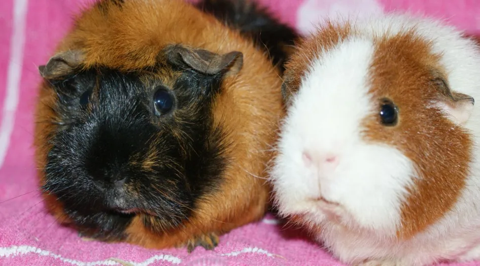 screenshot 20200511 174023