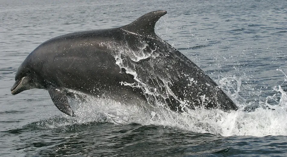 screenshot 20200513 145251