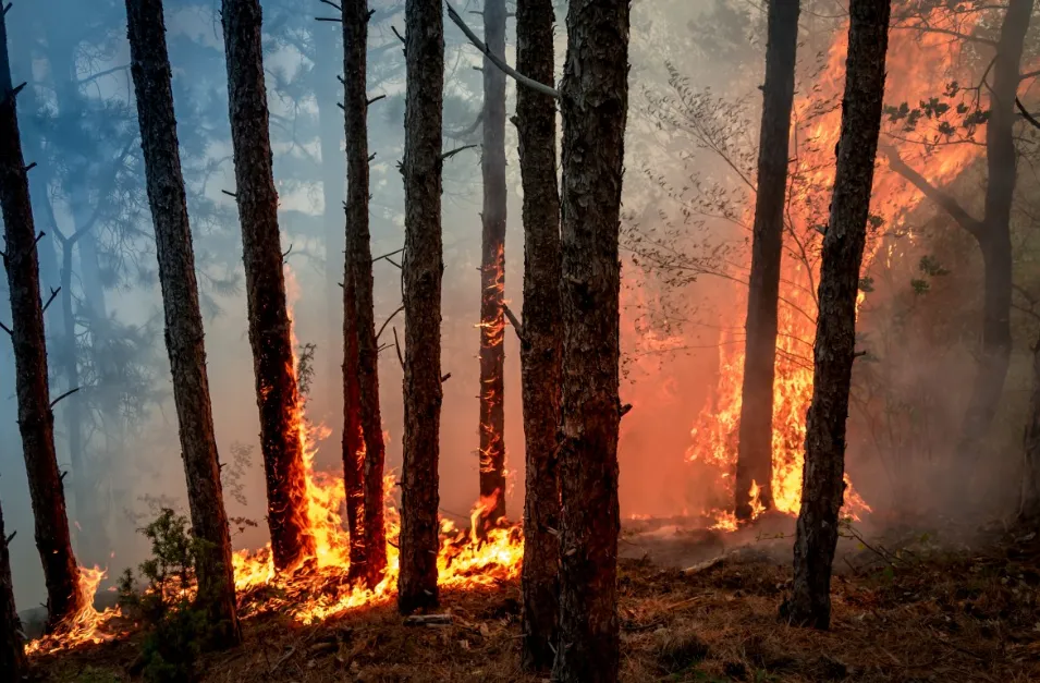 screenshot 20200810 152427