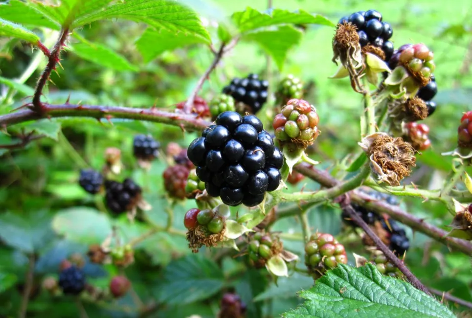 screenshot 20200908 090817