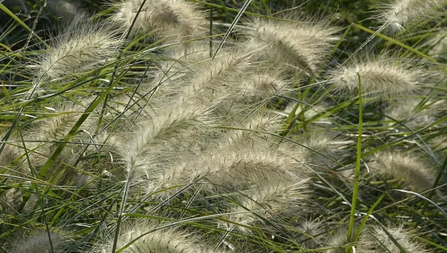 screenshot 20200909 120110 915x518 1