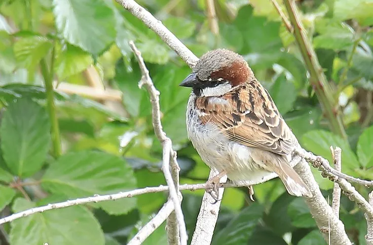 screenshot 20201218 132118