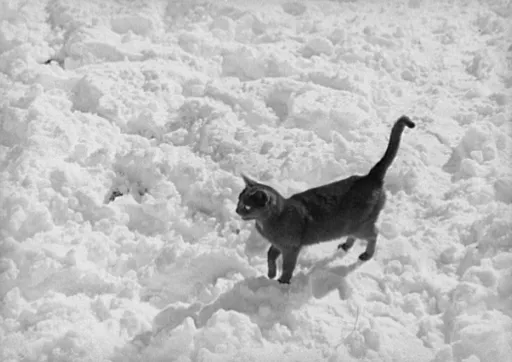 screenshot 20201226 100522