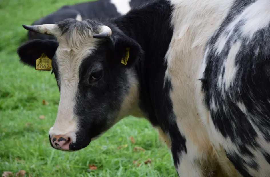 screenshot 20210115 121421