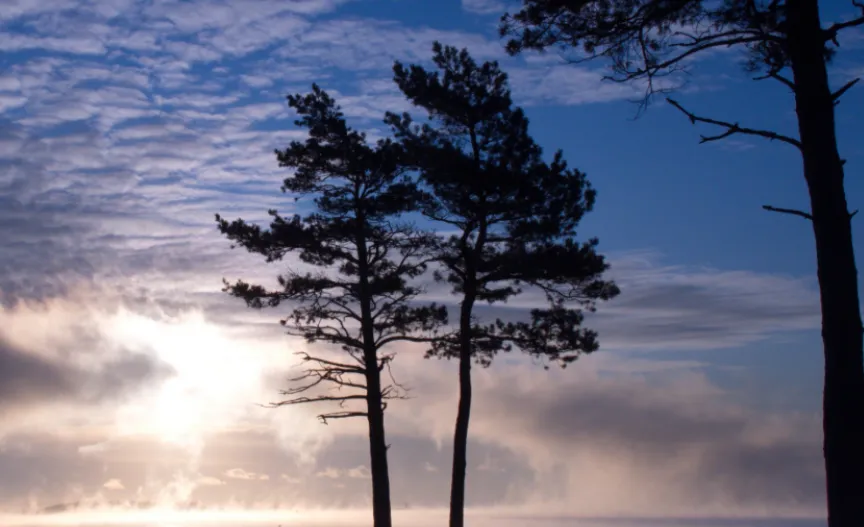 screenshot 20210116 114738